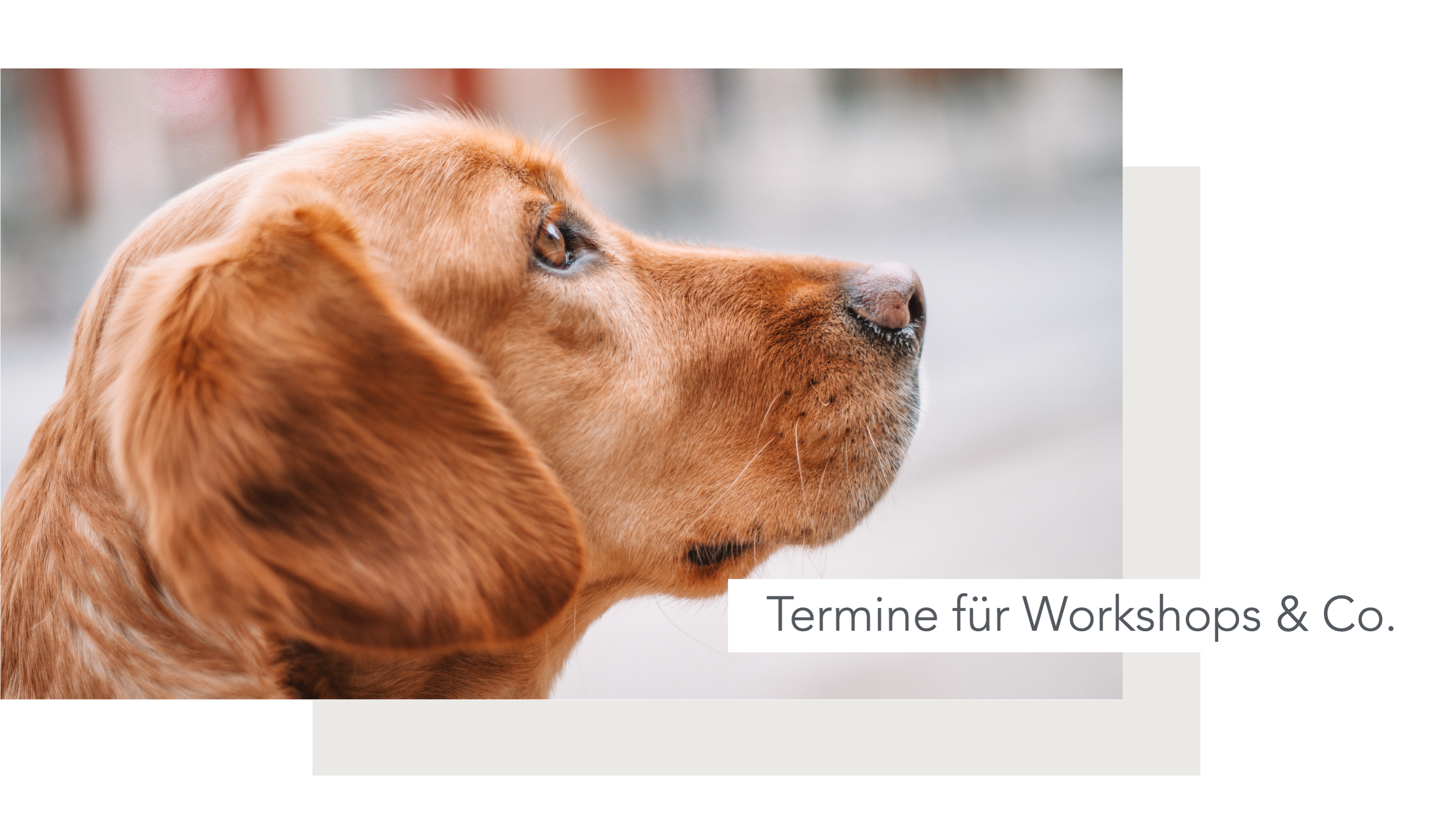 Hundeschule, Ammersee, halb so wild, Hundetraining, Welpen, Junghunde, Tierschutz, München, Social Walk, Workshop, Dummy, Leine, Hund, Hunde, Landsberg, Schulhunde, Maulkorb