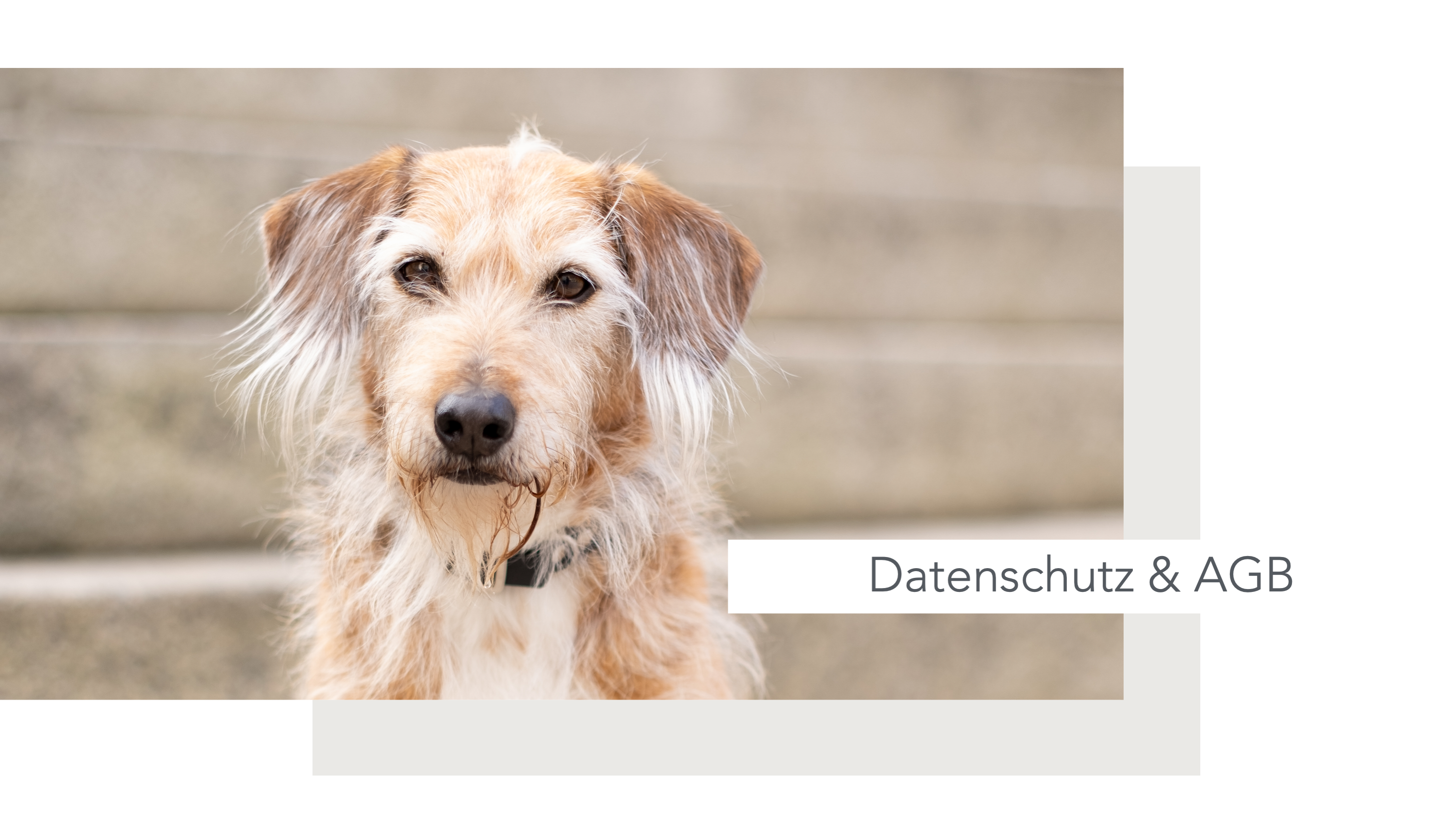 Hundeschule, Ammersee, halb so wild, Hundetraining, Welpen, Junghunde, Tierschutz, München, Social Walk, Workshop, Dummy, Leine, Hund, Hunde, Landsberg, Schulhunde, Maulkorb